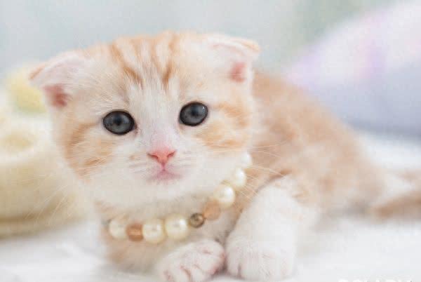 喜马拉雅猫—喜马拉雅家族表示不服