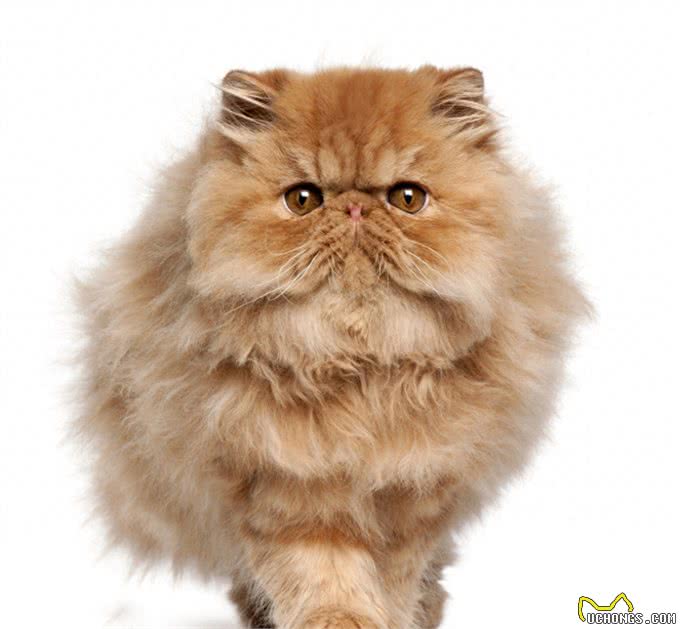 喜马拉雅猫—喜马拉雅家族表示不服