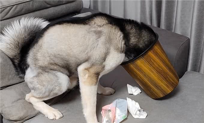 养狗五大禁忌，新手必看：前辈的深刻教训