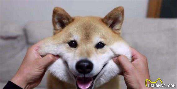 柴犬把你当主人，才会对你有这7个表现，没有的话你就要反思了