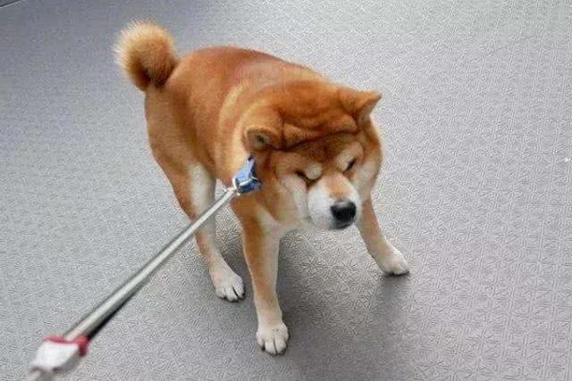 柴犬把你当主人，才会对你有这7个表现，没有的话你就要反思了