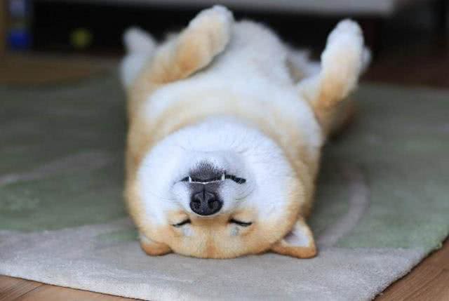 柴犬把你当主人，才会对你有这7个表现，没有的话你就要反思了