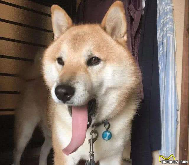 柴犬把你当主人，才会对你有这7个表现，没有的话你就要反思了