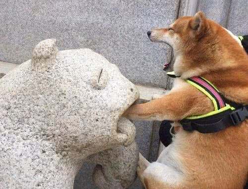 柴犬把你当主人，才会对你有这7个表现，没有的话你就要反思了