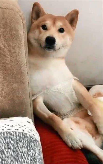 柴犬把你当主人，才会对你有这7个表现，没有的话你就要反思了