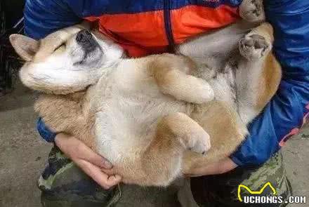 柴犬把你当主人，才会对你有这7个表现，没有的话你就要反思了