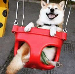 柴犬把你当主人，才会对你有这7个表现，没有的话你就要反思了