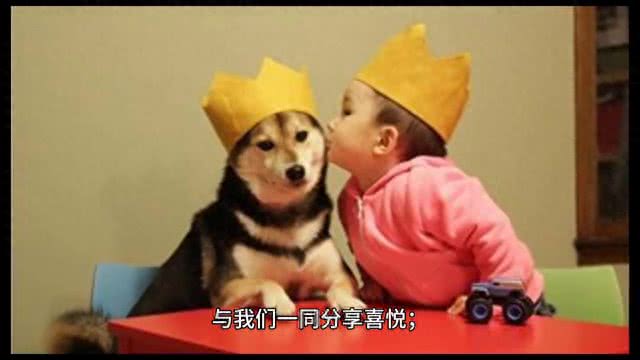 狗的忠诚：不离不弃的守护