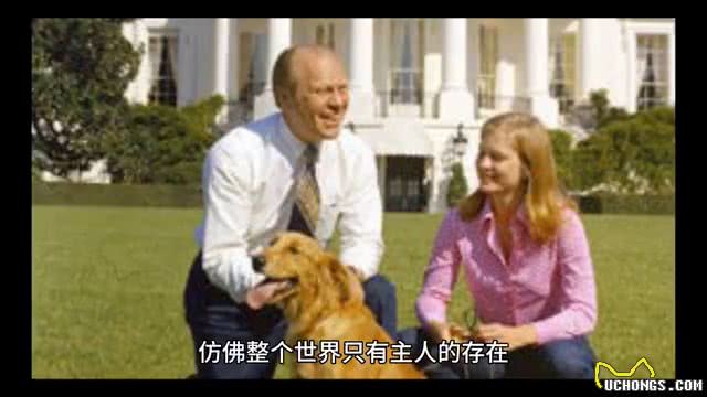 狗的忠诚：不离不弃的守护