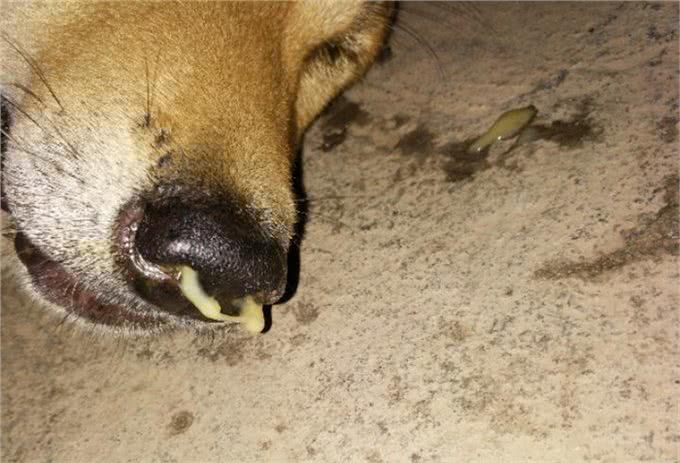 对于犬瘟热，铲屎官你需要知道这些!