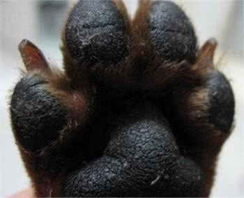 对于犬瘟热，铲屎官你需要知道这些!