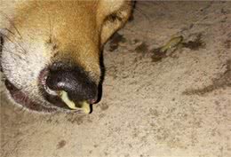对于犬瘟热，铲屎官你需要知道这些!