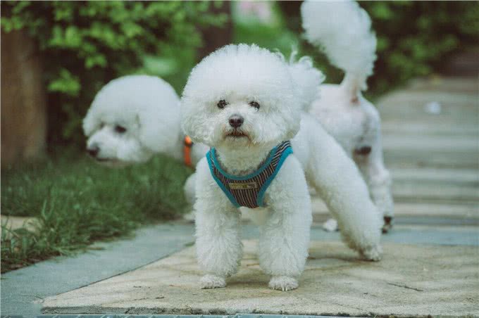 为什么不建议你养比熊犬?这5个缺点，你能忍受几个