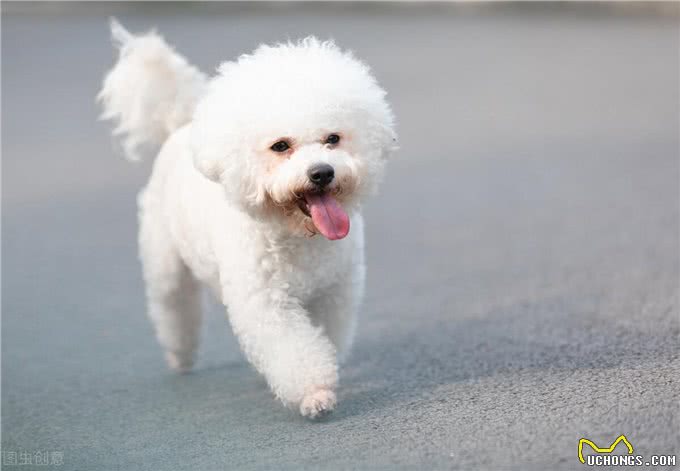 为什么不建议你养比熊犬?这5个缺点，你能忍受几个