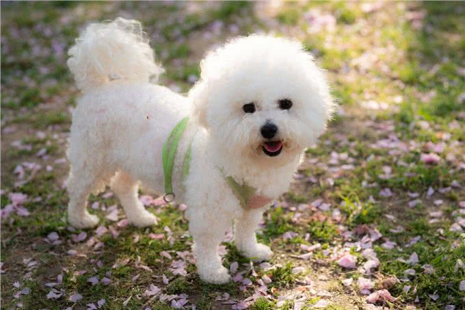为什么不建议你养比熊犬?这5个缺点，你能忍受几个