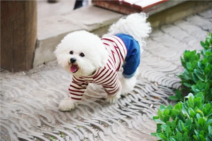 为什么不建议你养比熊犬?这5个缺点，你能忍受几个