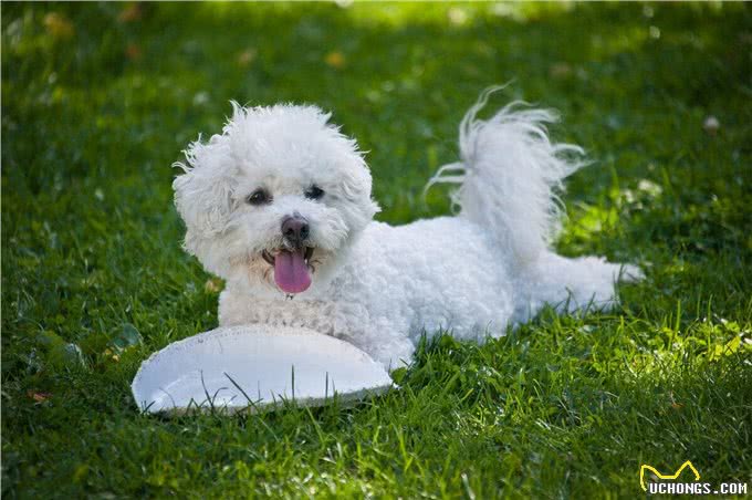 为什么不建议你养比熊犬?这5个缺点，你能忍受几个