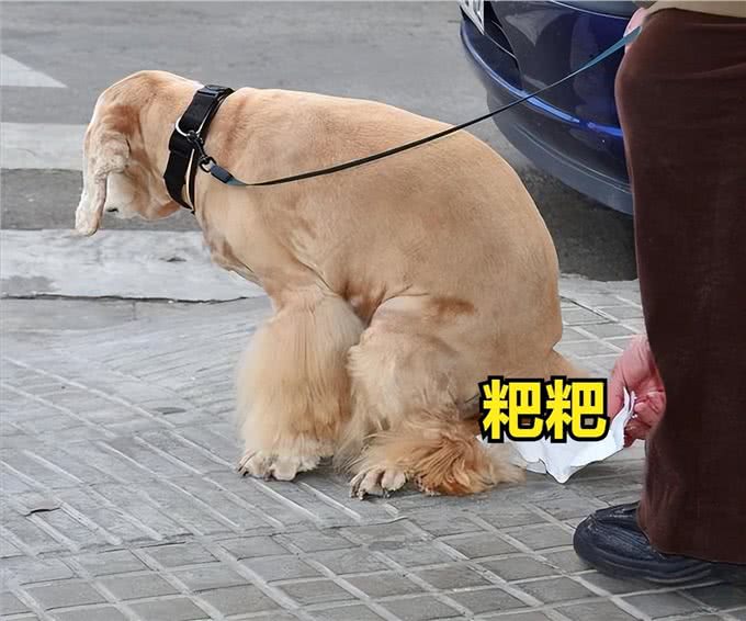 为什么都说养狗不养公?因为这7点，太可怕!