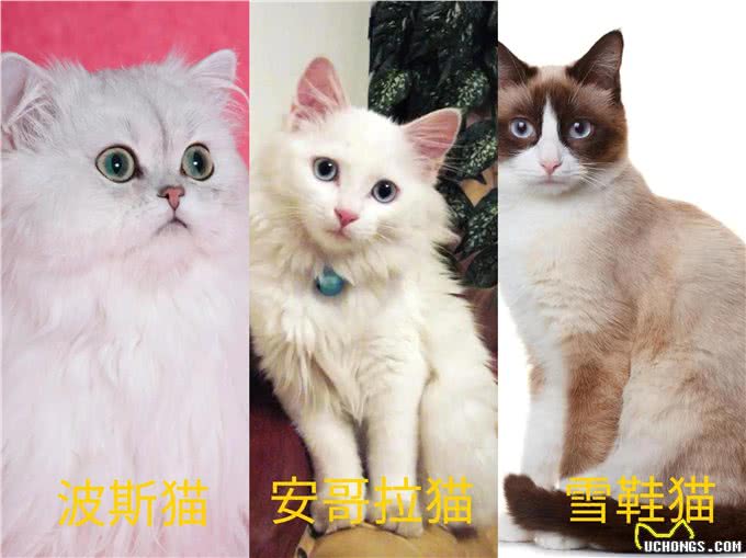 自带贵气buff加持高颜出众-布偶猫