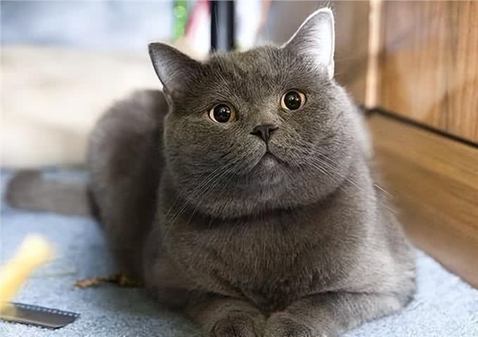 这些猫咪优秀又长寿，网友：入股不亏