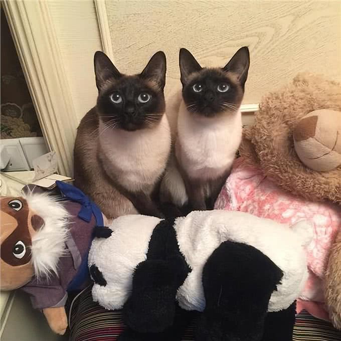 这些猫咪优秀又长寿，网友：入股不亏