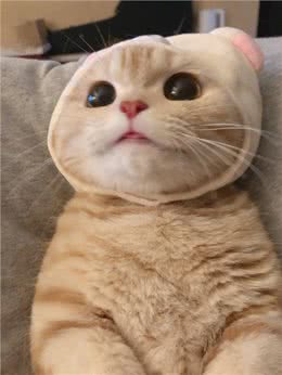 这些猫咪优秀又长寿，网友：入股不亏