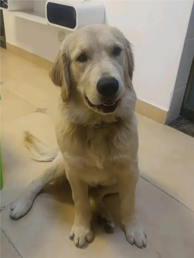 狗狗得了肾衰竭，能救一个是一个