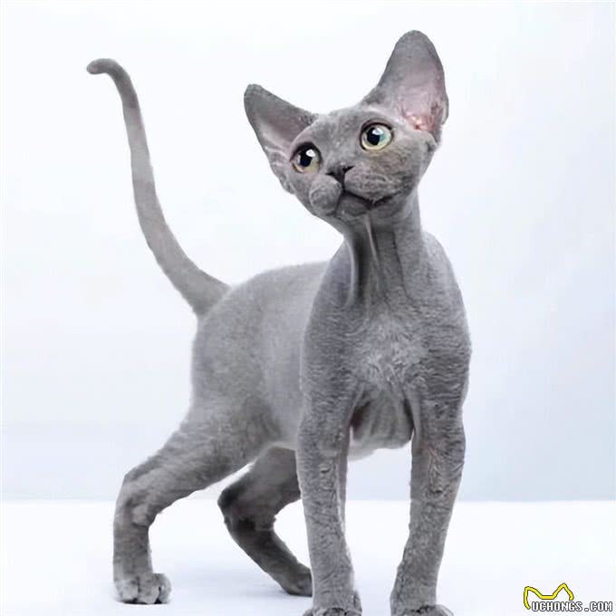 猫中精灵—德文卷毛猫