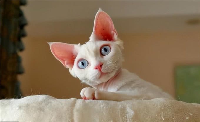 猫中精灵—德文卷毛猫