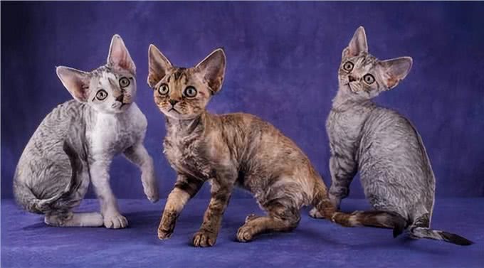 猫中精灵—德文卷毛猫