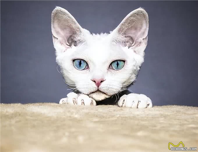 猫中精灵—德文卷毛猫