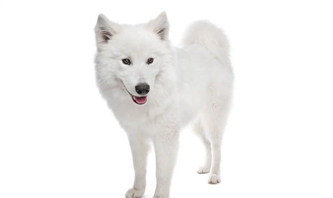 狗狗为人类做出的贡献，你知道吗?