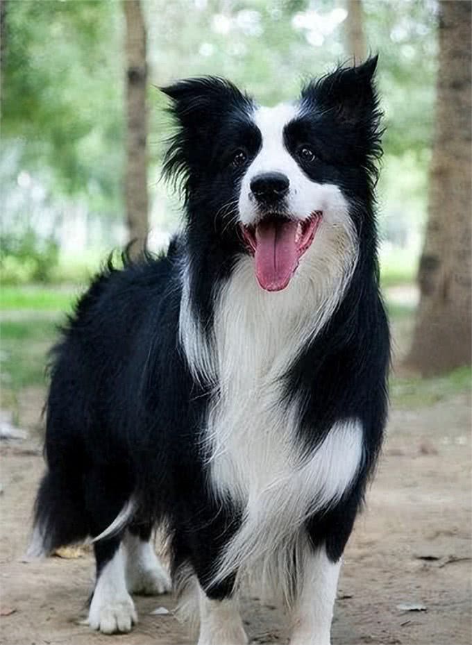 聪明又美丽的边境牧羊犬，为何成为养狗人士的新宠?