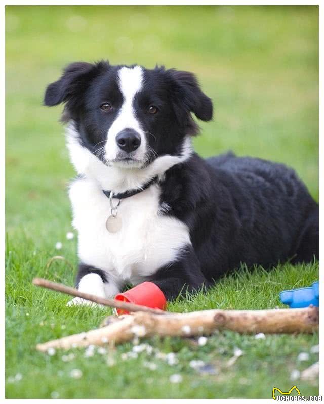 聪明又美丽的边境牧羊犬，为何成为养狗人士的新宠?