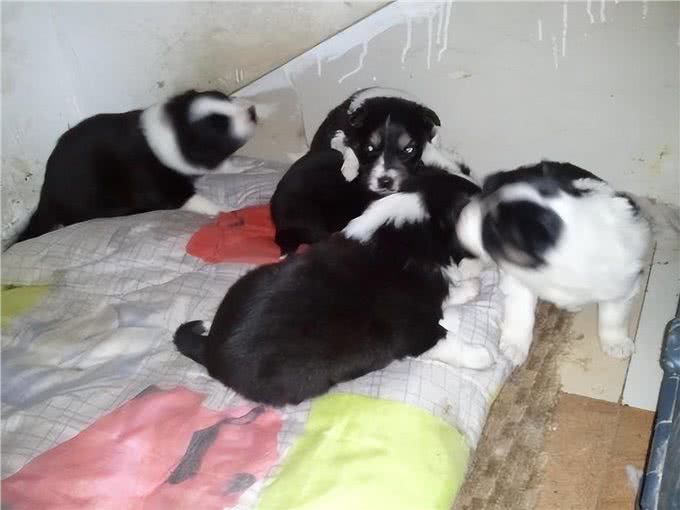 聪明又美丽的边境牧羊犬，为何成为养狗人士的新宠?