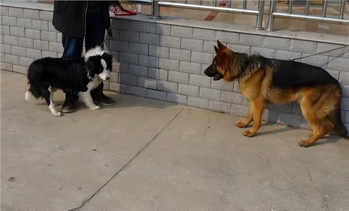 聪明又美丽的边境牧羊犬，为何成为养狗人士的新宠?