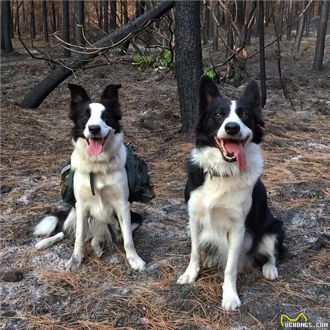 聪明又美丽的边境牧羊犬，为何成为养狗人士的新宠?