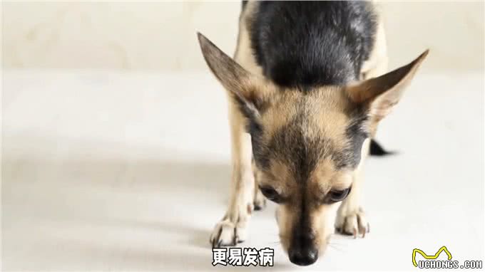 养狗经验分享，狗狗抽搐怎么办?别慌，原因与急救攻略一网打尽