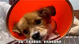 养狗经验分享，狗狗抽搐怎么办?别慌，原因与急救攻略一网打尽