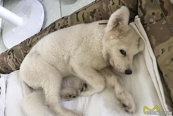 狗不可以吃盐吗?其实不过量摄入就好,过量摄入对狗的危害有哪些