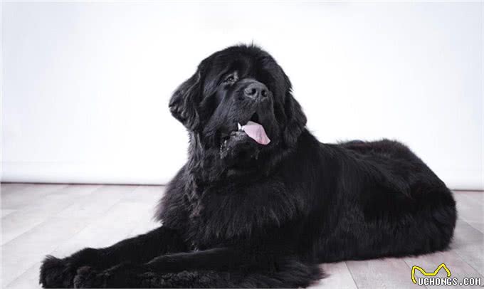 最温柔的八种狗狗，最受孩子们的喜爱，天生的陪伴犬