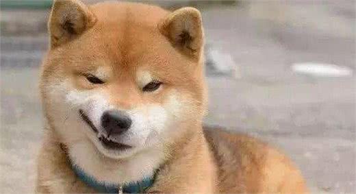 如何快速给狗狗起名字，洋气而又易记