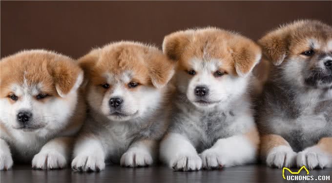 日本的国宝级犬种—秋田犬!