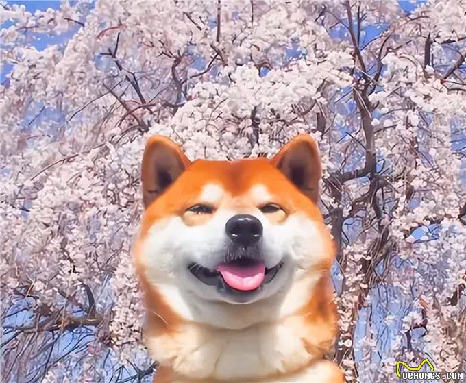 日本的国宝级犬种—秋田犬!