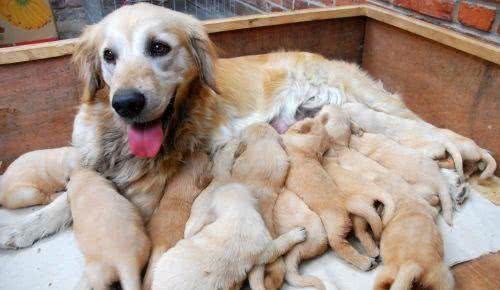 宠物犬多久驱一次虫?多久需要打疫苗?打什么疫苗?