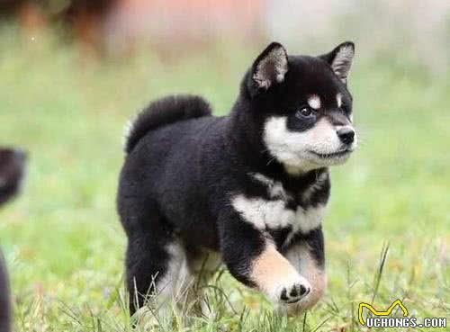 宠物犬多久驱一次虫?多久需要打疫苗?打什么疫苗?