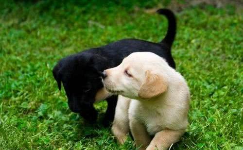 宠物犬多久驱一次虫?多久需要打疫苗?打什么疫苗?