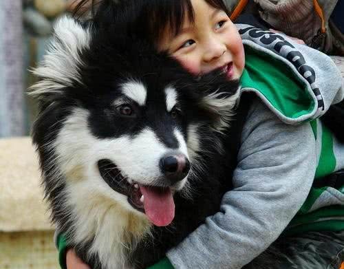 宠物犬多久驱一次虫?多久需要打疫苗?打什么疫苗?