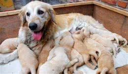 宠物犬多久驱一次虫?多久需要打疫苗?打什么疫苗?