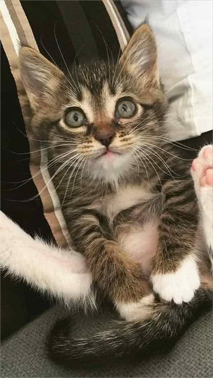 这些猫咪体味超轻，一年不洗澡，问题都不大